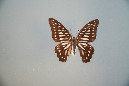 漂亮花纹蝴蝶标本