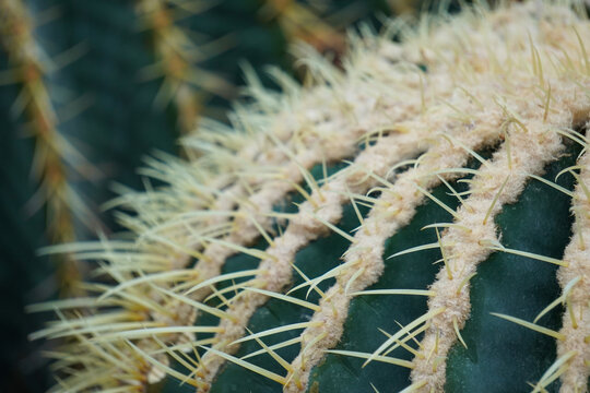 沙漠植物仙人球刺