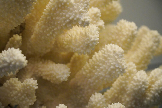 装饰珊瑚石珊瑚礁