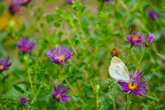 紫色野花上的蝴蝶粉蝶