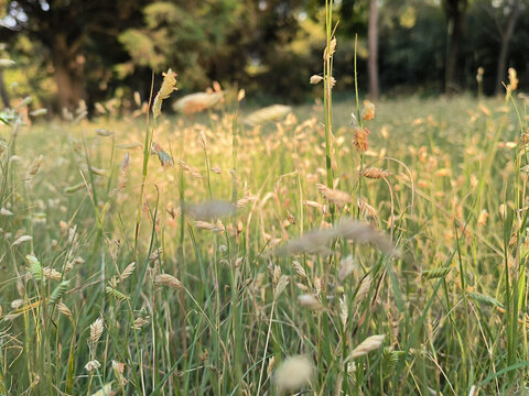 夏日草地