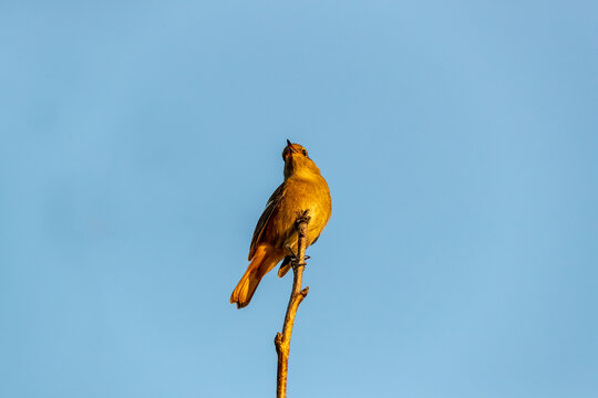 一只鸟儿立在枝头高清照