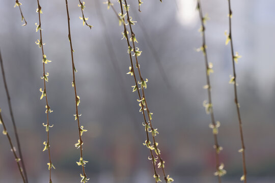 春天的柳树芽