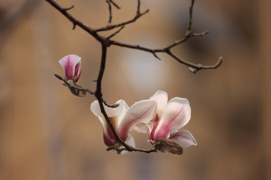 玉兰花