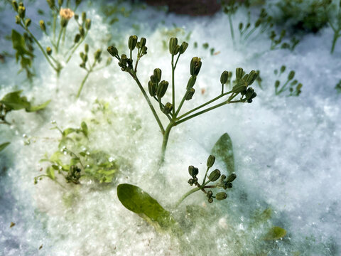 柳絮中的植物