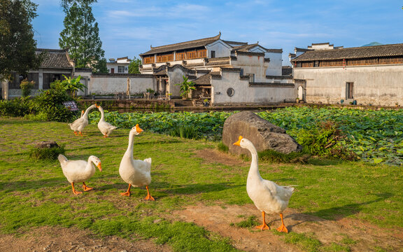 徽州呈坎古村建筑风景