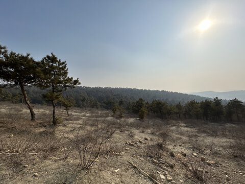 松树地