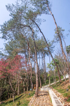 塔山马尾松