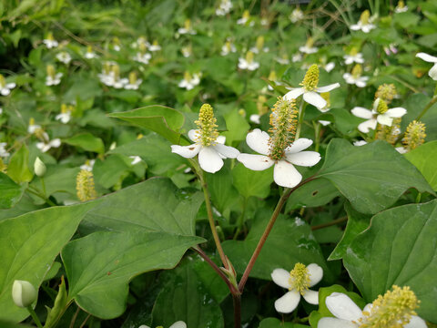 鱼腥草