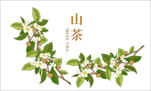 山茶插画