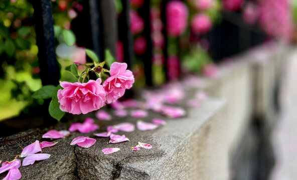 雨后蔷薇花