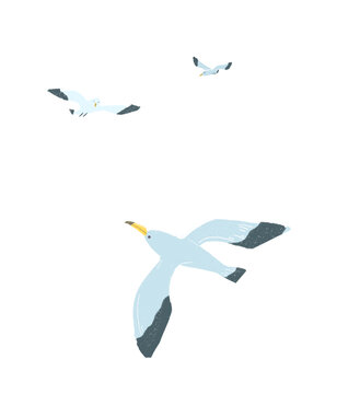 海鸥插画手绘元素