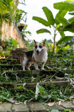 台阶上奔跑的柯基犬