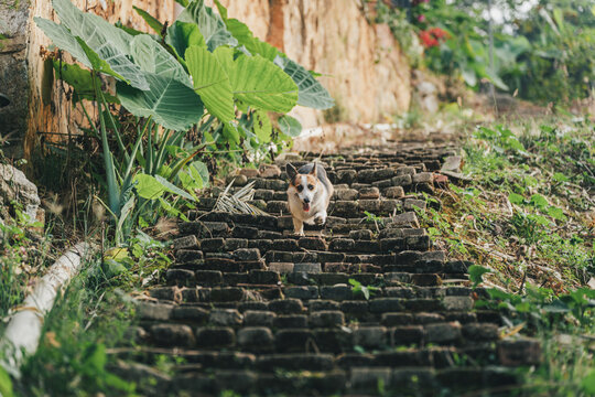 台阶上奔跑的柯基犬