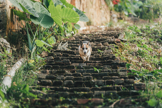 台阶上奔跑的柯基犬