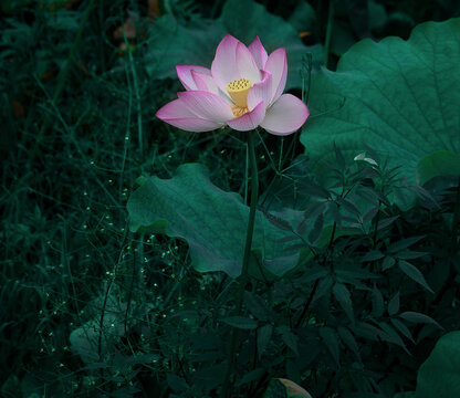 荷花特写