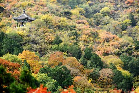 北京香山秋色