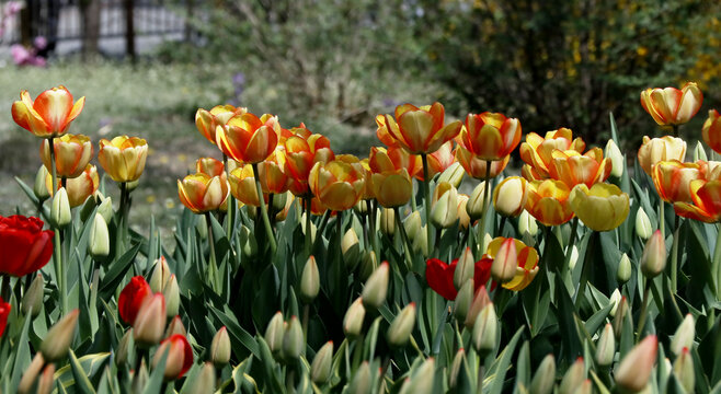 郁金香花海