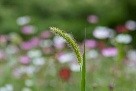 花草