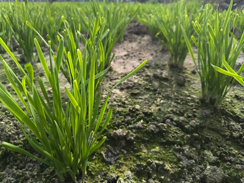 菜地鲜韭菜