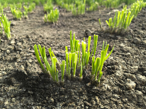 田地一茬一茬韭菜