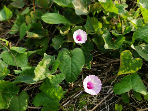 野牵牛花