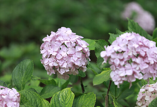 蓝色绣球花