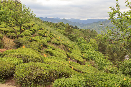 高山茶园