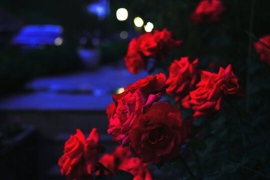 夜拍月季花