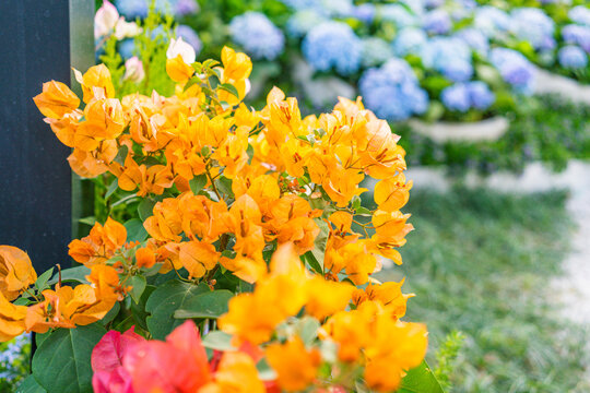 重瓣橙色三角梅紫阳花绣球花