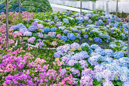 各色绣球花