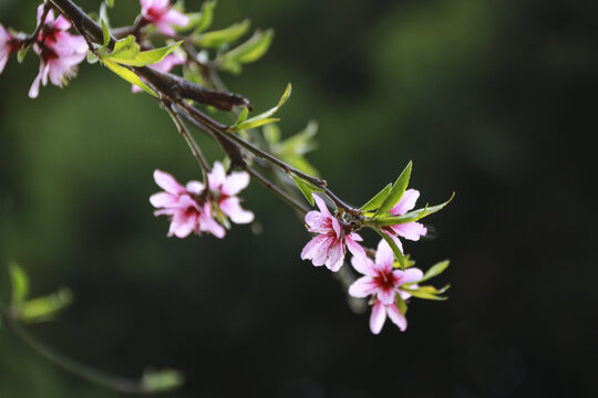 桃花