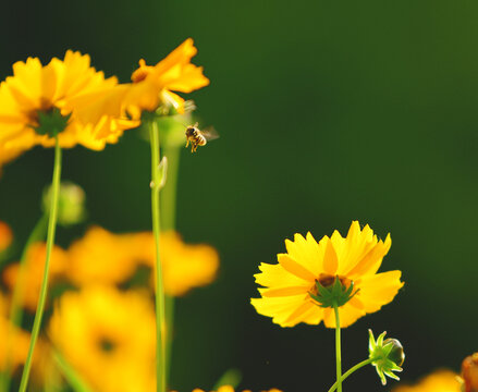 花丛蜜蜂