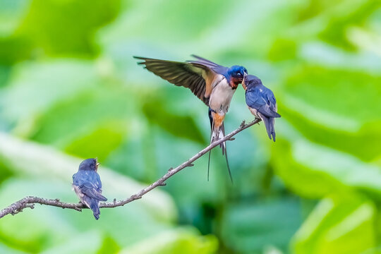 燕子喂食