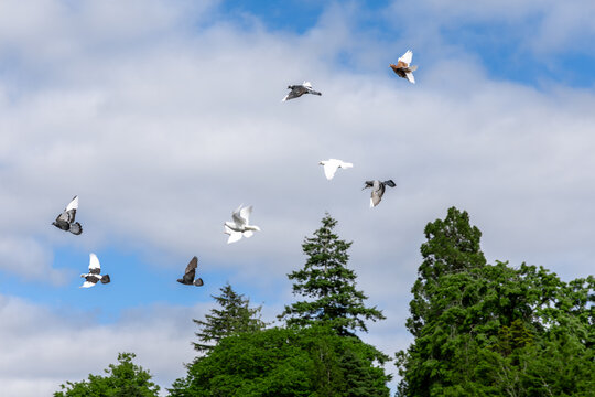 温德米尔湖上飞行的鸽子和海鸥