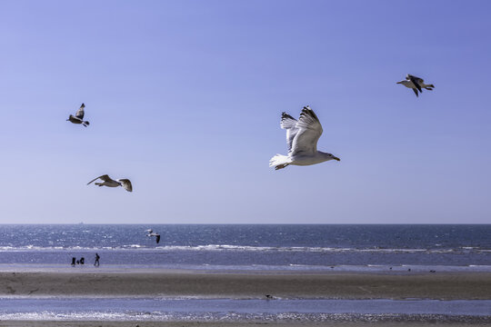 沙滩上飞翔的海鸥