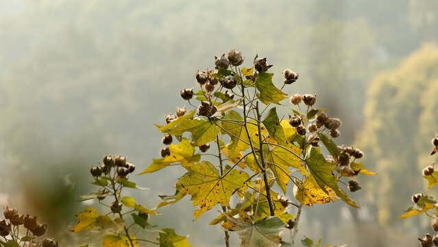 冬天深圳莲花山公园的木芙蓉