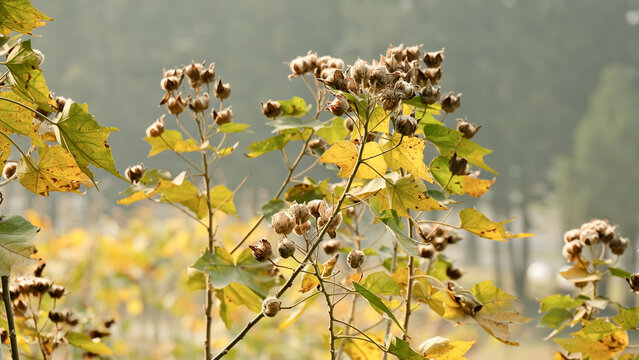 冬天深圳莲花山公园的木芙蓉