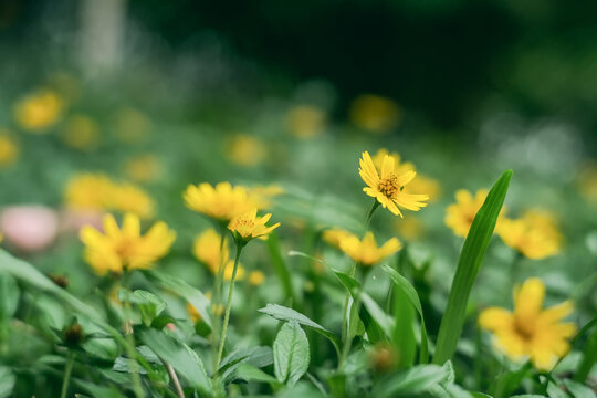 公园里的蟛蜞菊