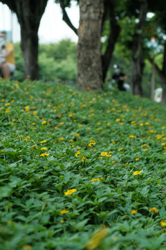 人行道旁边的蟛蜞菊