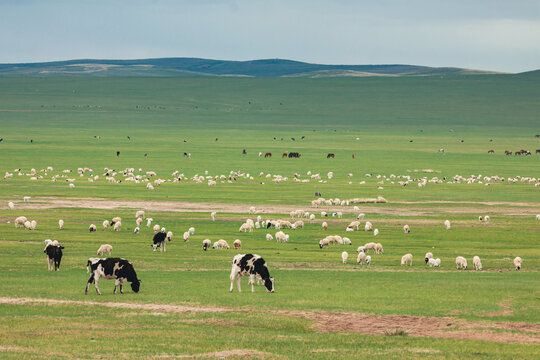 草原牧场牛群羊群