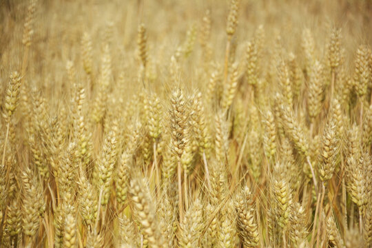 小麦成熟了