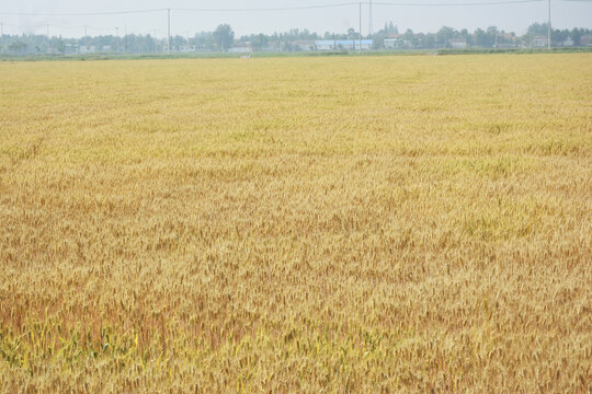 小麦种植田