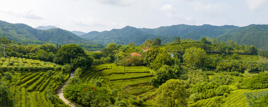 广东梅州雁南飞景区茶园航拍