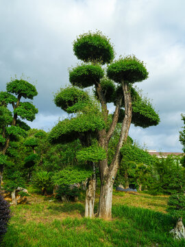 京山对接白蜡