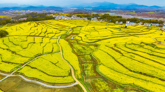 瑞昌武蛟油菜花