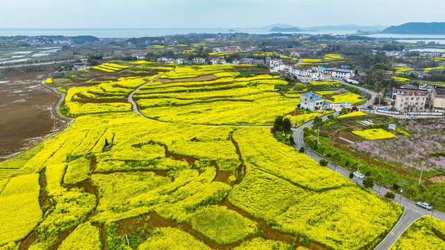 瑞昌武蛟油菜花