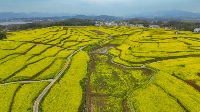 瑞昌武蛟油菜花