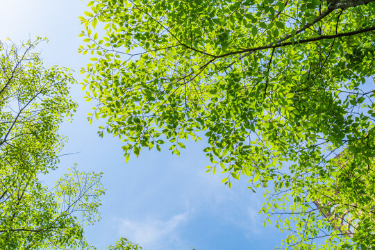 天空绿树枝