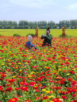 步步高花